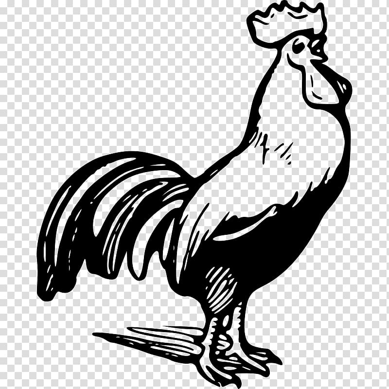Chicken Rooster Black and white , Chicken Outline transparent background PNG clipart