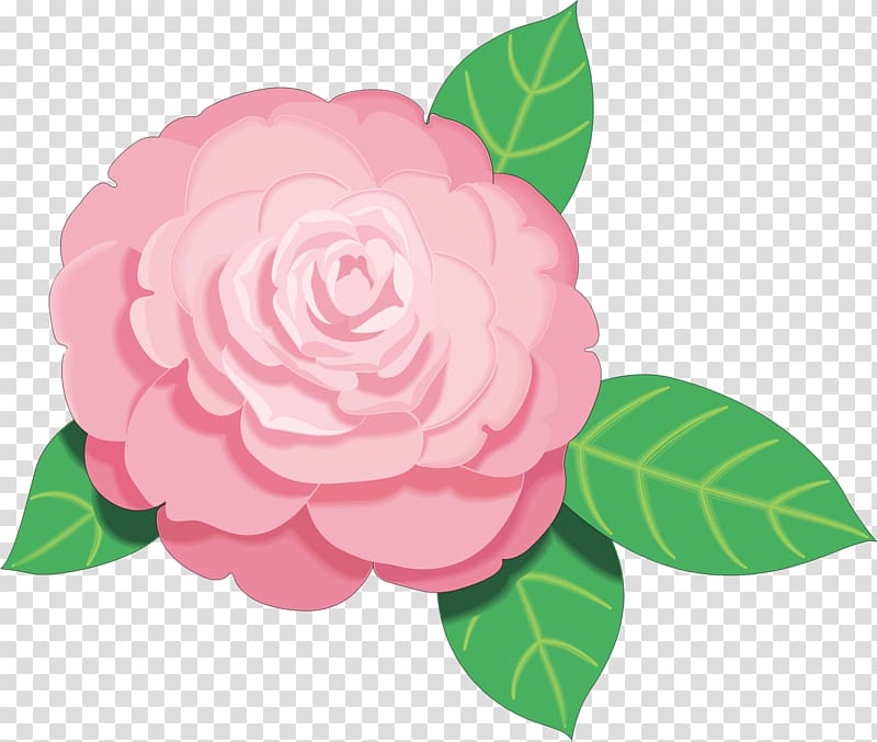Pink flowers , camellia transparent background PNG clipart