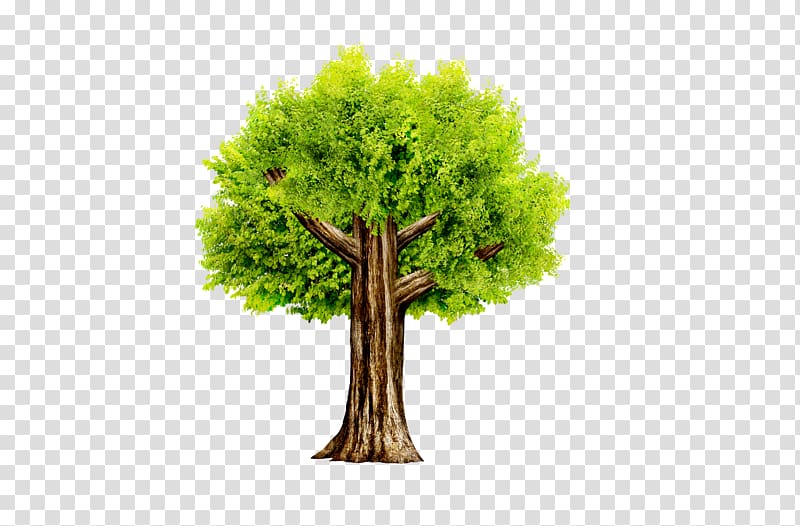 Tree Icon, Trees transparent background PNG clipart