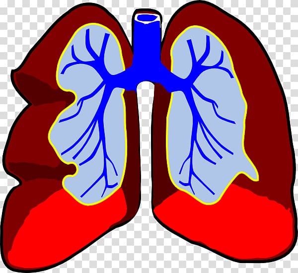 Lung Breathing , Small Lungs transparent background PNG clipart