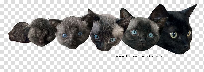 Dog breed Dog breed Fur Snout, hello my name bruce transparent background PNG clipart