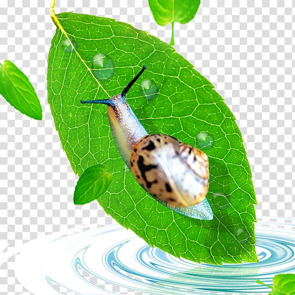 Icon, snails transparent background PNG clipart