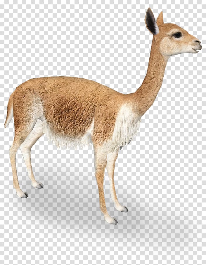 brown and white 4-legged animal, Vicuña Llama Guanaco Alpaca Antelope, alpacas transparent background PNG clipart