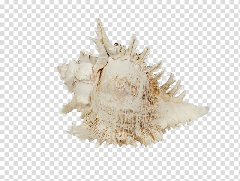 Seashell Murex Sea snail Shore, seashell transparent background PNG clipart