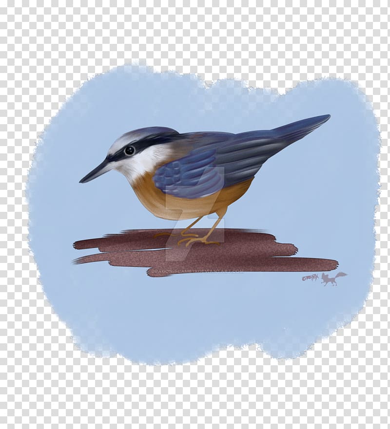 Drawing Bird Nuthatch Animal Sketch, Nuthatch transparent background PNG clipart