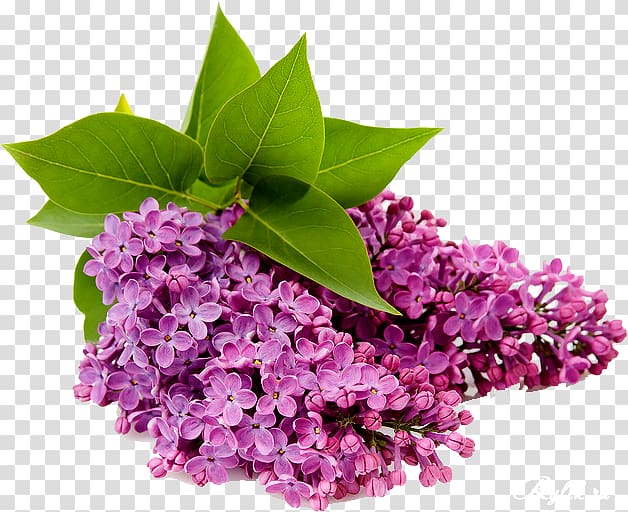 Common lilac Flower , lilac flower transparent background PNG clipart