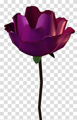 Garden roses Pink Petal, rose transparent background PNG clipart thumbnail