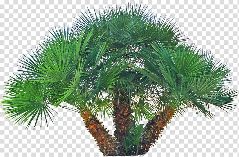 Asian palmyra palm Arecaceae Phoenix roebelenii Fan-leaved palms Date palm, date palm transparent background PNG clipart