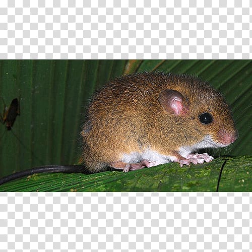 Mouse Rat Gerbil Oecomys sp., mouse transparent background PNG clipart