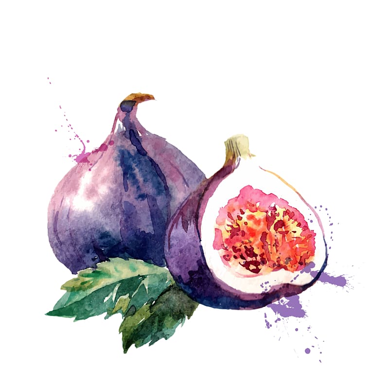 two onions illustration, Watercolor painting Common fig Drawing Fruit, watercolor painting transparent background PNG clipart