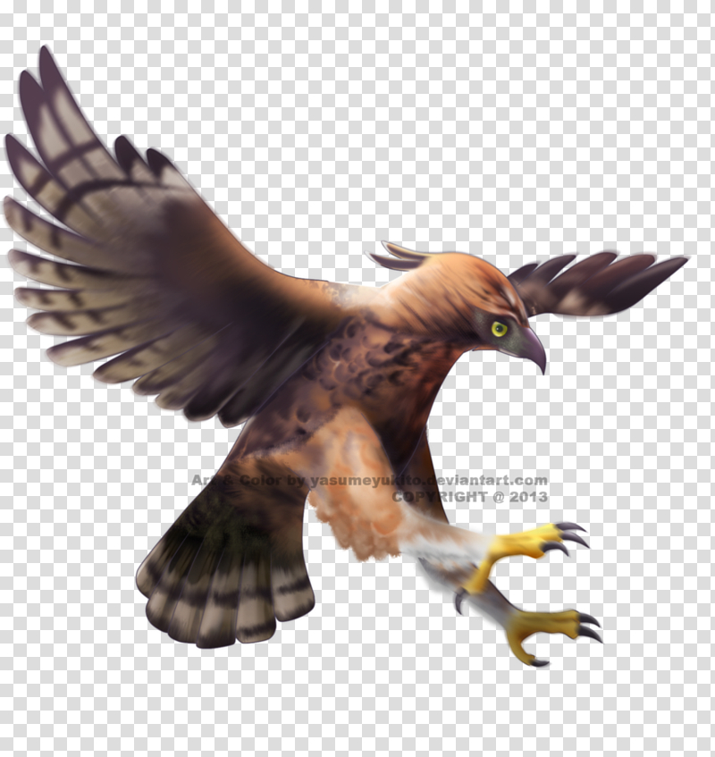 Javan hawk-eagle Bald Eagle Bird, eagle transparent background PNG clipart
