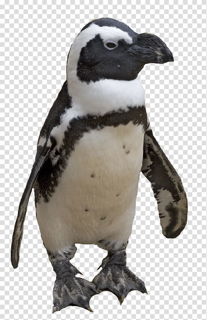 Penguin Computer file, Penguin transparent background PNG clipart