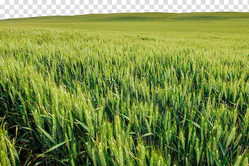 Wheatfield with Crows The Wheat Field Green Wheat Field with Cypress Wheat Fields, Green wheat field transparent background PNG clipart