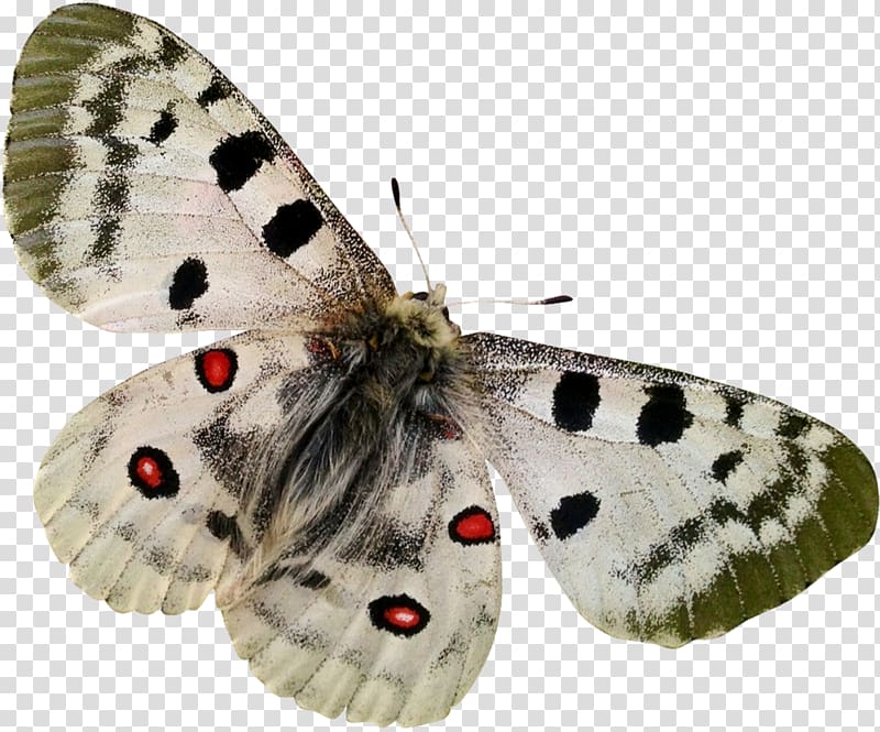 Butterflies and moths , papillon transparent background PNG clipart