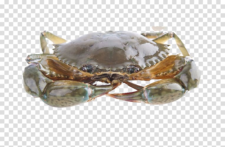 Crab Mangzhong Crayfish as food Dongzhi , crab transparent background PNG clipart