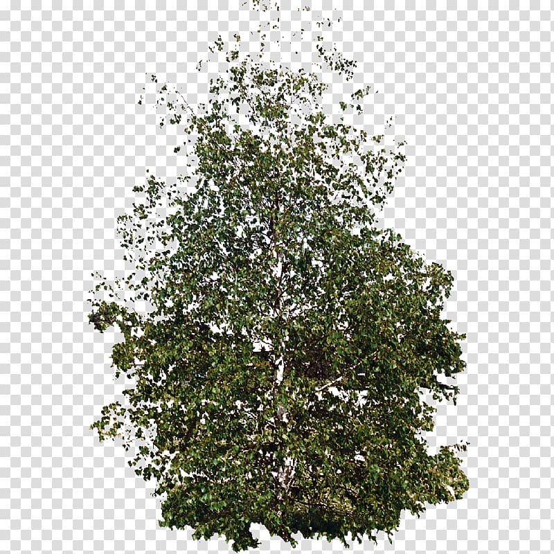Shrub Evergreen Plane trees Leaf, Vegetation plan transparent background PNG clipart