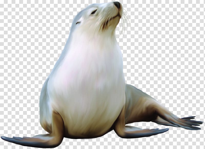 Earless seal Harbor seal Sea lion Walrus, Seal transparent background PNG clipart