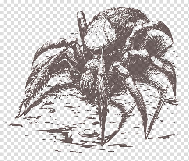 Pillars of Eternity Spider Drawing YouTube Monochrome, spider transparent background PNG clipart