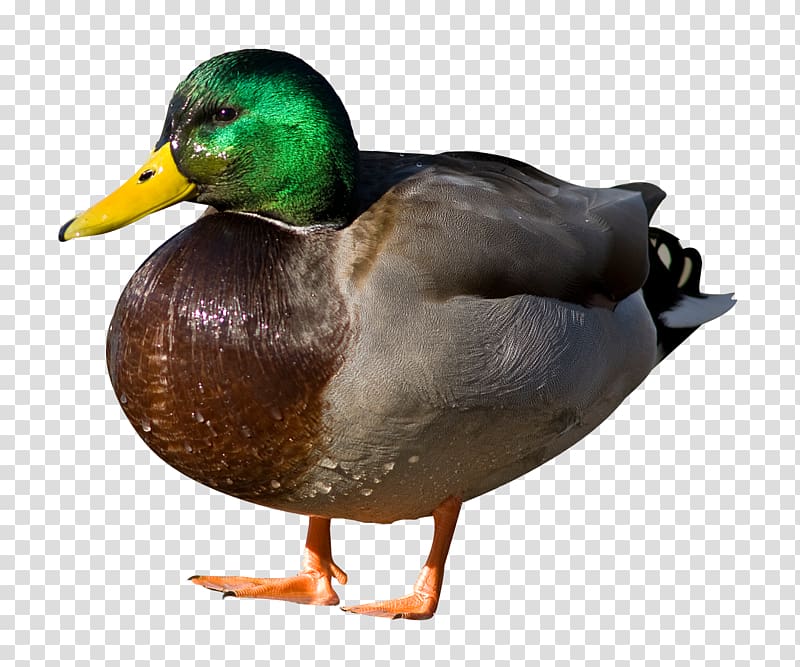 mallard duck, Duck Mallard Sticker, Duck transparent background PNG clipart