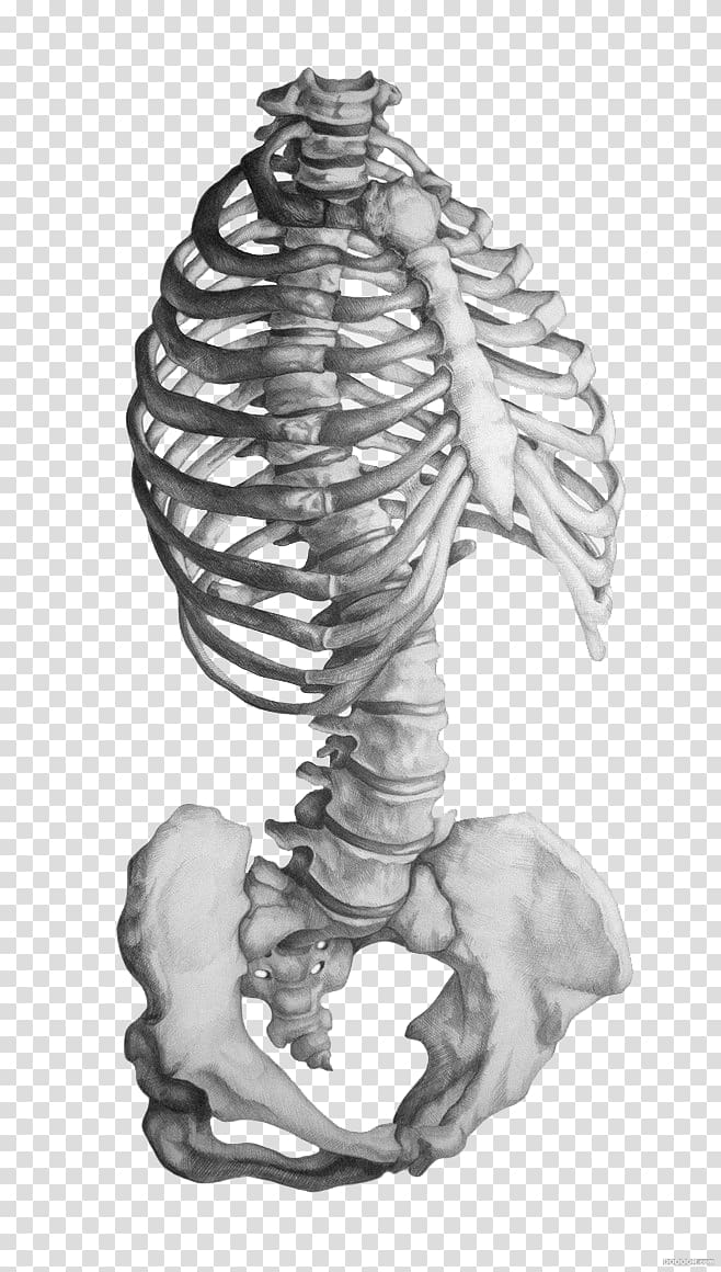 gray human skeletal system art, Rhode Island School of Design Anatomy Human skeleton Drawing, Gray sketch skeleton transparent background PNG clipart