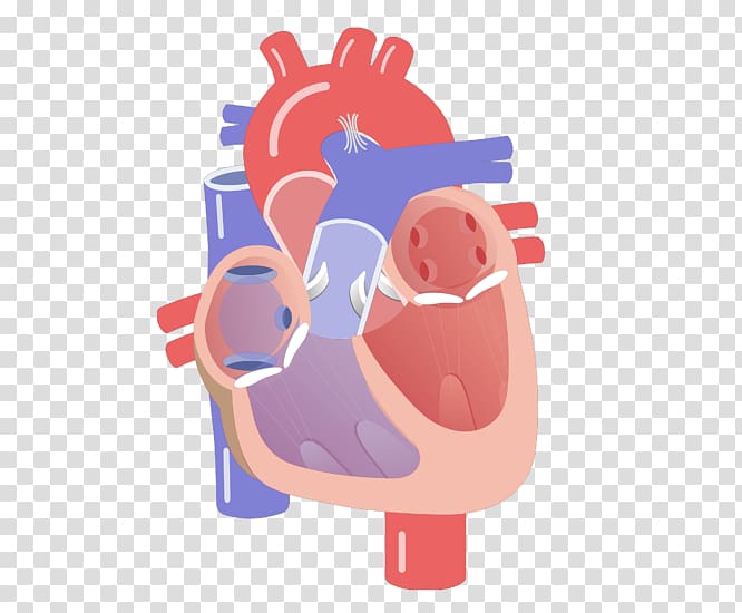 Cardiac cycle Electrical conduction system of the heart Heart valve Cardiac muscle, heart transparent background PNG clipart