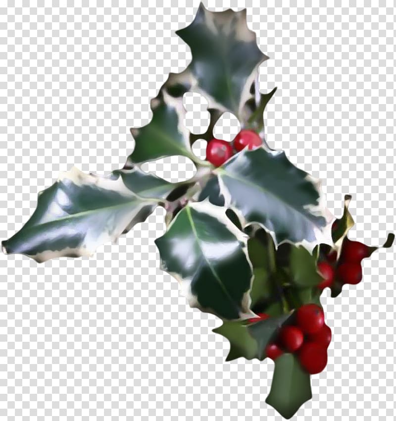 Common holly Aquifoliales Ilex crenata Christmas Plant, HOLLY transparent background PNG clipart
