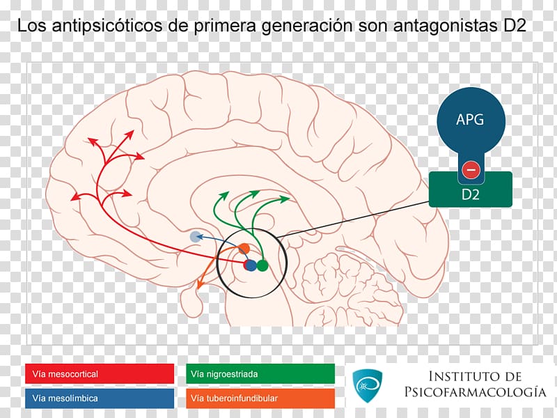 Brain Dopaminergic pathways Mesocortical pathway Nigrostriatal pathway, Brain transparent background PNG clipart