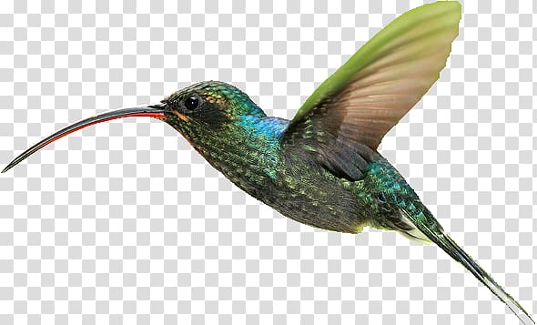 Hummingbird Lossless compression, Bird transparent background PNG clipart