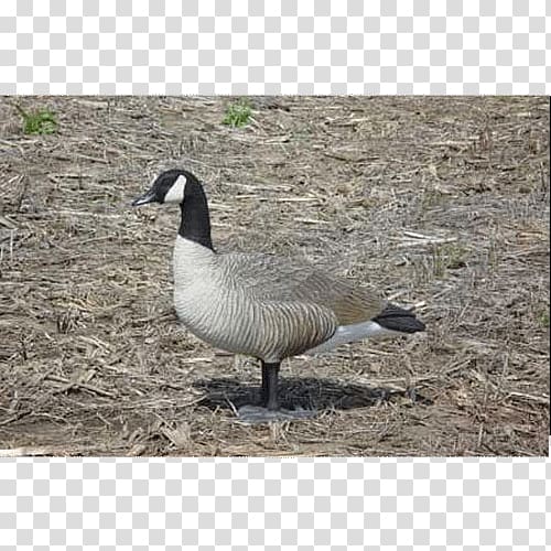 Canada Goose Duck Decoy Waterfowl hunting, goose transparent background PNG clipart
