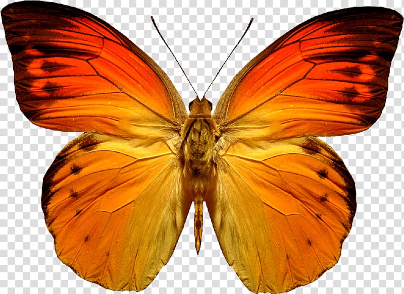 Butterfly Orange, Butterfly transparent background PNG clipart
