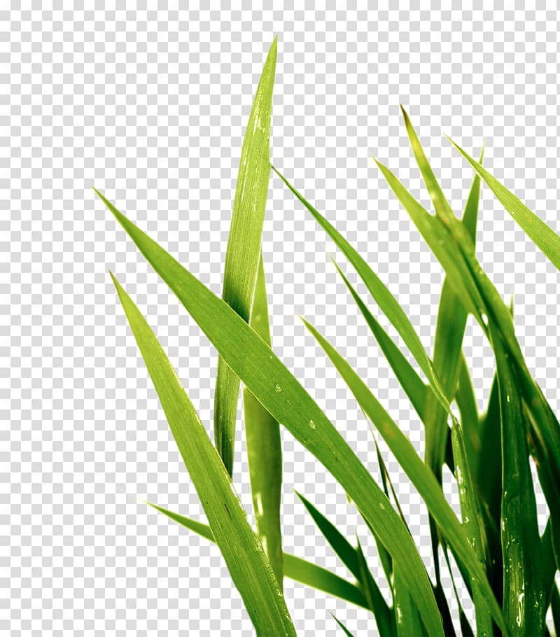 Sweet Grass Wheatgrass Plant stem Commodity Leaf, Leaf transparent background PNG clipart