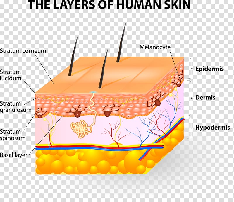 Human skin Subcutaneous tissue Epidermis, lucidum transparent background PNG clipart