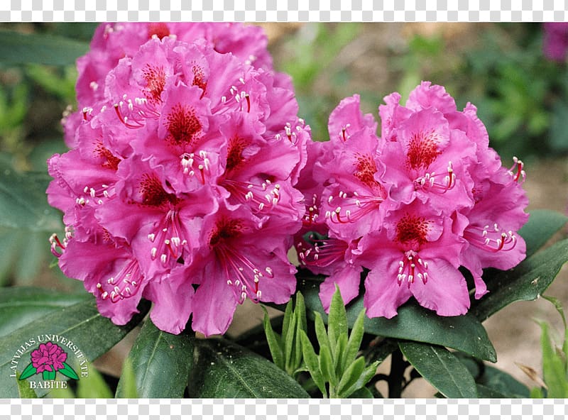 Azalea Rhododendron Annual plant Herbaceous plant, others transparent background PNG clipart