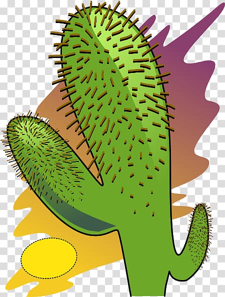 Desert Cactaceae Shrub , Cactus For Kids transparent background PNG clipart