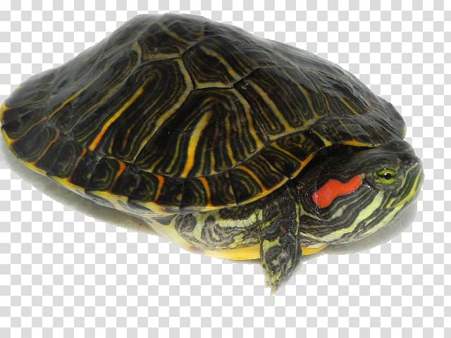 Box turtle Reptile Frog Red-eared slider, Turtle transparent background PNG clipart