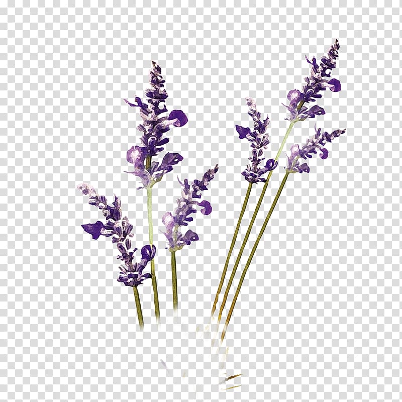 Lavender flower, Purple lavender transparent background PNG clipart ...