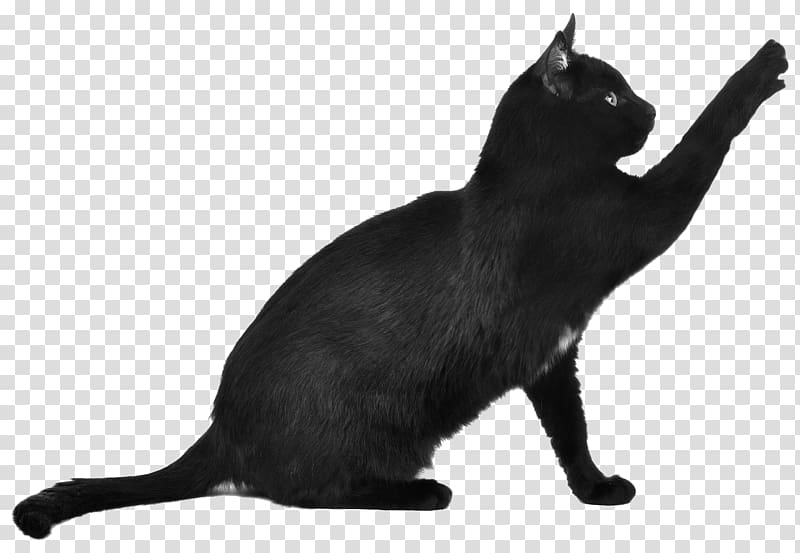 Bengal cat Kitten Scottish Fold Toyger Black cat, Cat transparent background PNG clipart