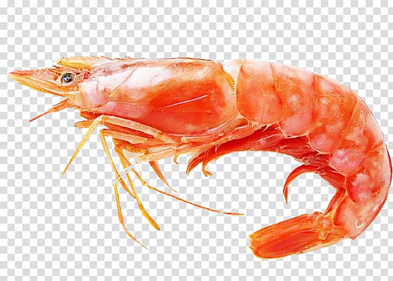 shrimp , Caridea Lobster Prawn Seafood, Red prawn transparent background PNG clipart