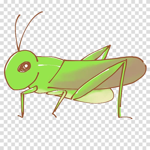 Insect Caelifera 虫 , insect transparent background PNG clipart