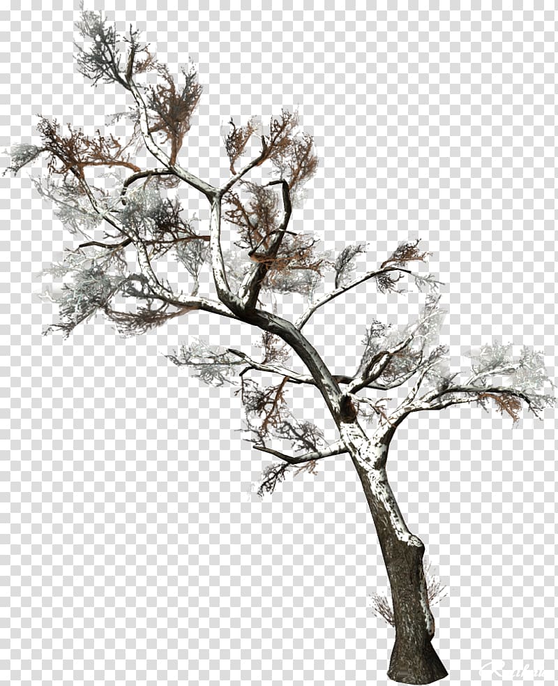 Tree Branch Woody plant , vigor green trees transparent background PNG clipart