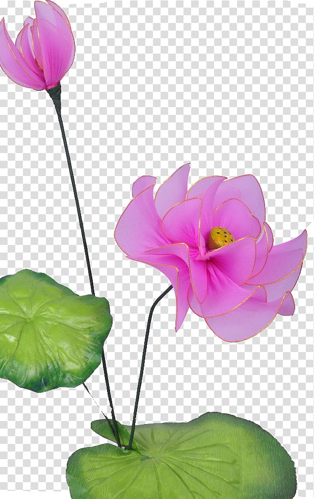 China Nelumbo nucifera, Lotus Rose transparent background PNG clipart