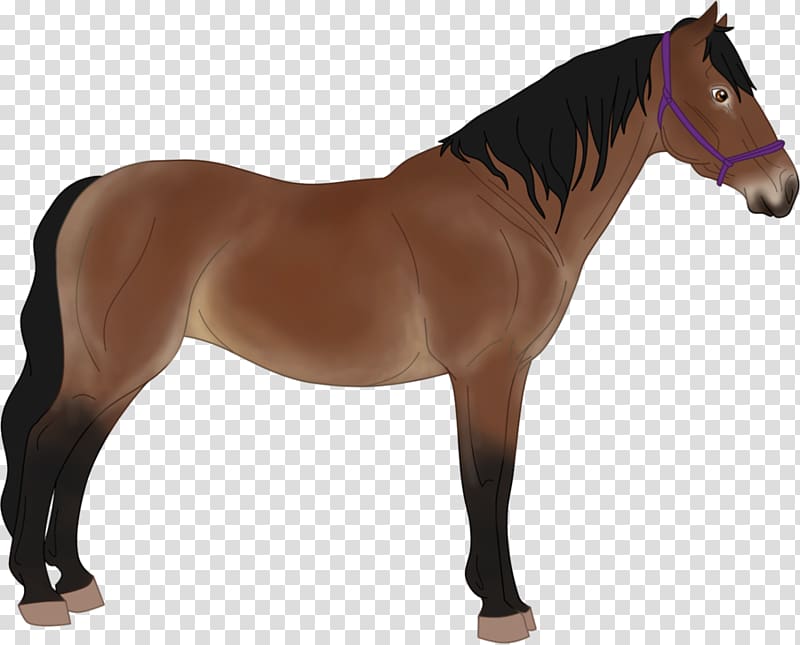 Thoroughbred Mane Mare Stallion Breyer Animal Creations, reclaimed land transparent background PNG clipart