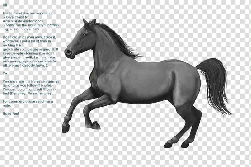 Mane Mustang Appaloosa Pony Stallion, mustang transparent background PNG clipart