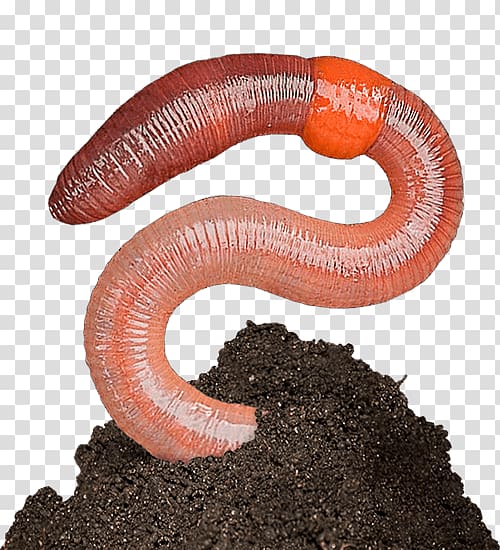 Earthworm Terrestrial animal, worms transparent background PNG clipart