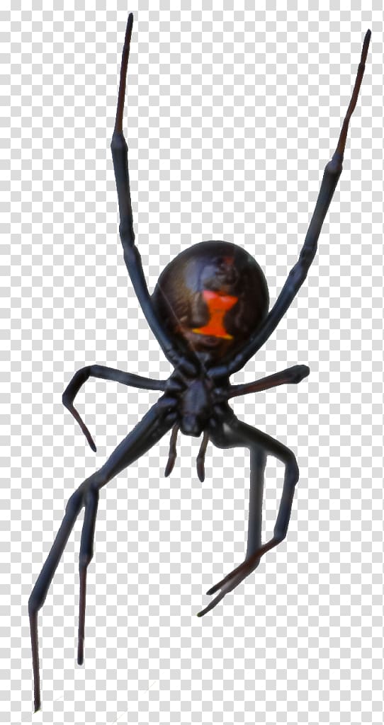 Spider Las Vegas Motion Collection Black Widow (Plakát/Kovový Plakát black) STX G.1800E.J.M.V.U.NR YN Rat, spider transparent background PNG clipart