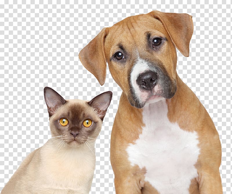 Dog–cat relationship Dog–cat relationship Pet Veterinarian, Cat transparent background PNG clipart