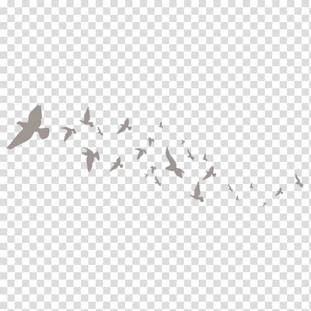 Bird flight Flock , Bird transparent background PNG clipart