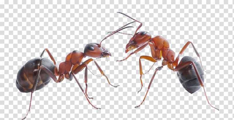 two red carpenter ant illustrations, The Ants Black garden ant Carpenter ant Pest Control, ants transparent background PNG clipart