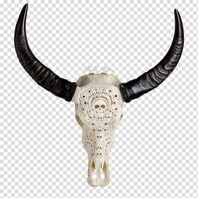 Animal Skulls Cattle Horn Bone, buffalo skull transparent background PNG clipart