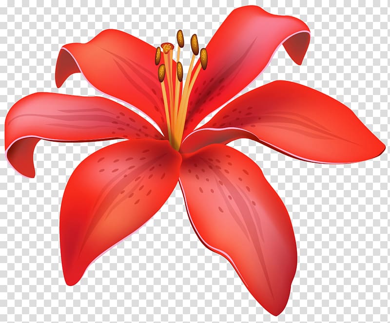 Lilium candidum Flower Red , Flowers transparent background PNG clipart